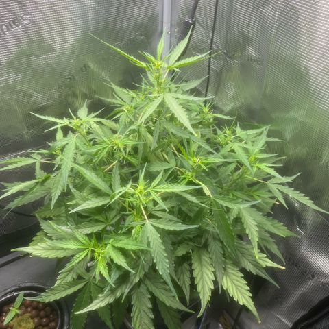 Candy Bubatz XL growlog timeline photo