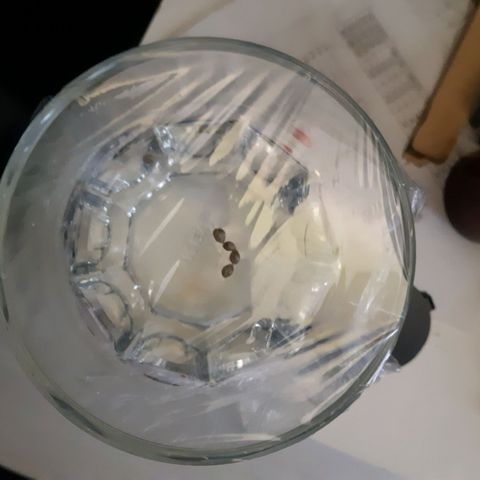 Super silver haze Amsterdam Genetics growlog photo