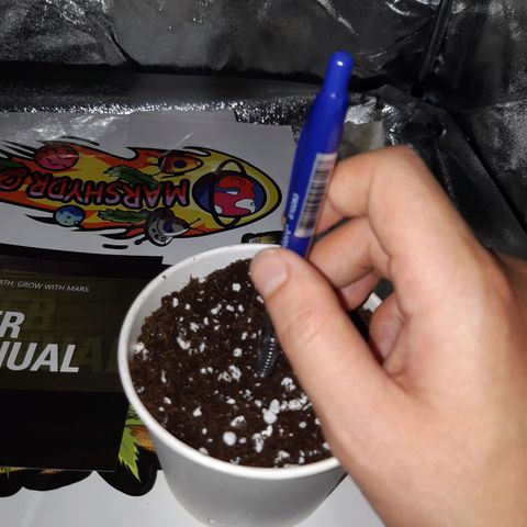 Super silver haze Amsterdam Genetics growlog photo