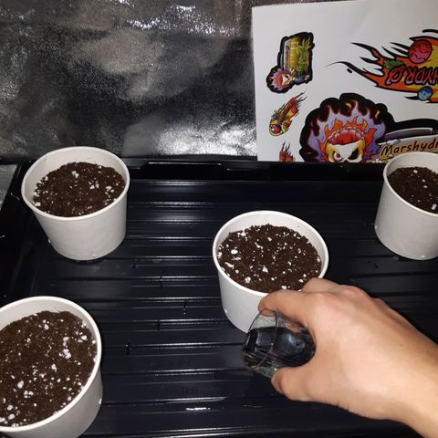 Super silver haze Amsterdam Genetics growlog photo