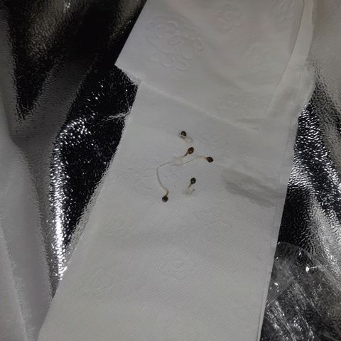 Super silver haze Amsterdam Genetics growlog photo