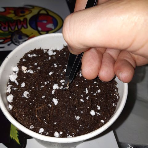 Super silver haze Amsterdam Genetics growlog photo