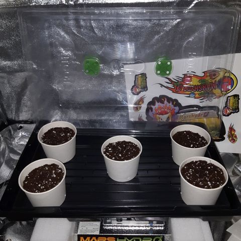 Super silver haze Amsterdam Genetics growlog timeline photo