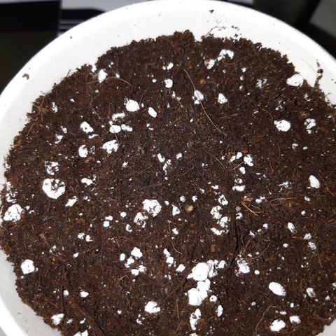 Super silver haze Amsterdam Genetics growlog timeline photo