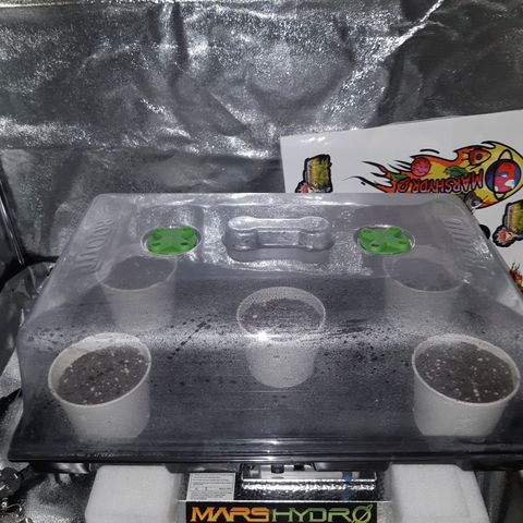 Super silver haze Amsterdam Genetics growlog timeline photo