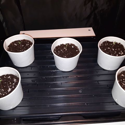 Super silver haze Amsterdam Genetics growlog timeline photo