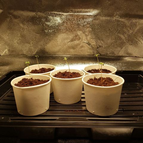 Super silver haze Amsterdam Genetics growlog timeline photo