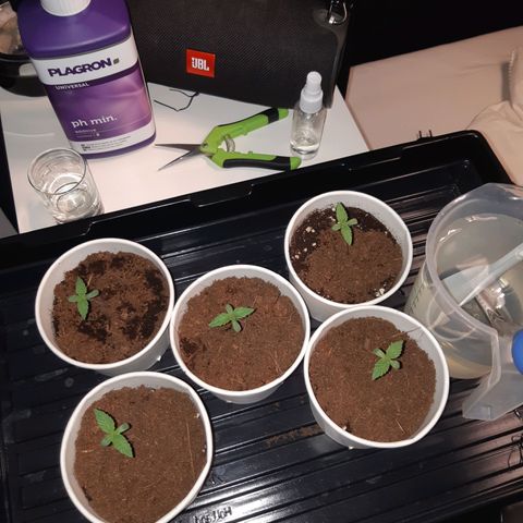 Super silver haze Amsterdam Genetics growlog timeline photo