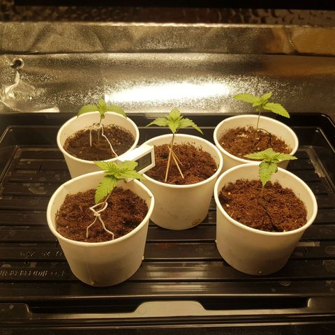 Super silver haze Amsterdam Genetics growlog timeline photo