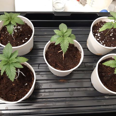 Super silver haze Amsterdam Genetics growlog timeline photo