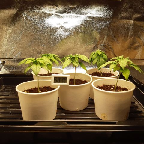 Super silver haze Amsterdam Genetics growlog timeline photo