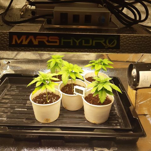 Super silver haze Amsterdam Genetics growlog timeline photo