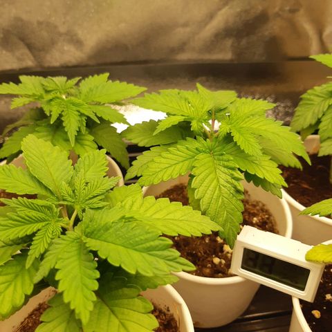 Super silver haze Amsterdam Genetics growlog photo: Cutted the top of the plant