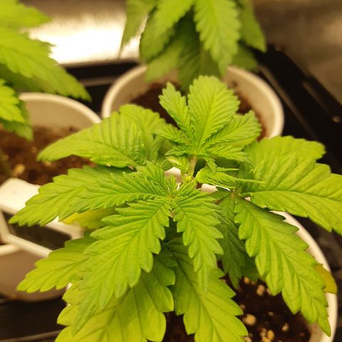 Super silver haze Amsterdam Genetics growlog photo: Cutted the top of the plant