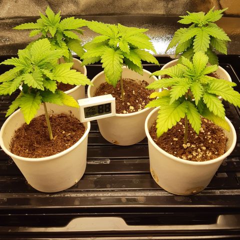 Super silver haze Amsterdam Genetics growlog timeline photo