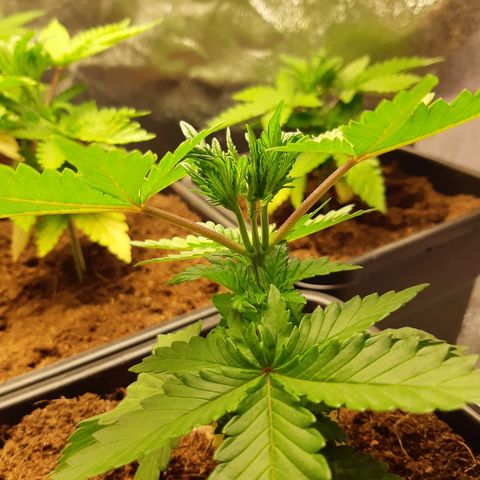 Super silver haze Amsterdam Genetics growlog timeline photo