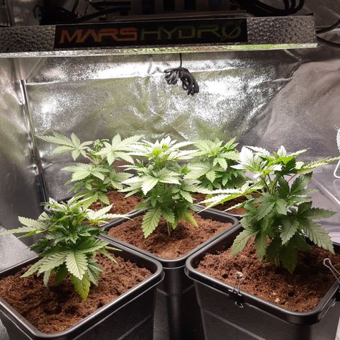 Super silver haze Amsterdam Genetics growlog timeline photo