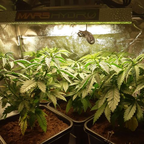 Super silver haze Amsterdam Genetics growlog timeline photo