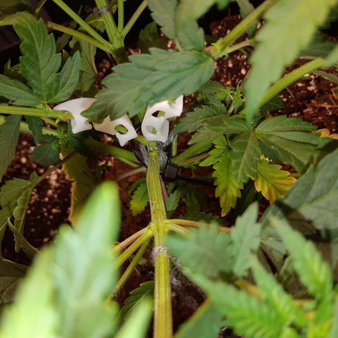 Super silver haze Amsterdam Genetics growlog photo: 1 stem broke becaude of too much training we will see how it will go