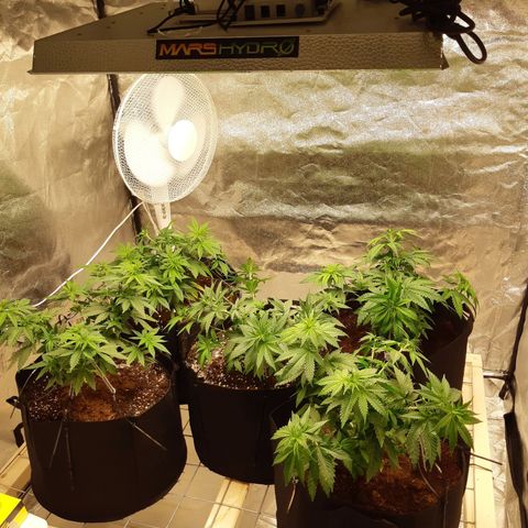 Super silver haze Amsterdam Genetics growlog photo: 1 stem broke becaude of too much training we will see how it will go