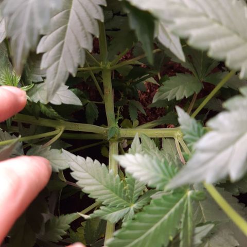 Super silver haze Amsterdam Genetics growlog timeline photo