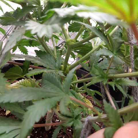 Super silver haze Amsterdam Genetics growlog timeline photo