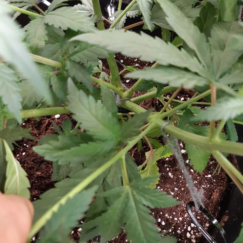 Super silver haze Amsterdam Genetics growlog timeline photo