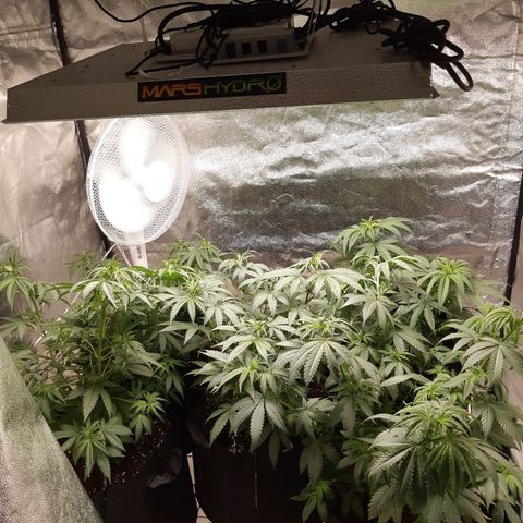 Super silver haze Amsterdam Genetics growlog timeline photo