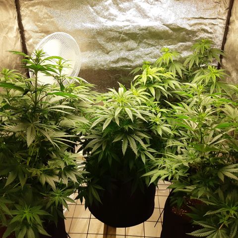 Super silver haze Amsterdam Genetics growlog timeline photo