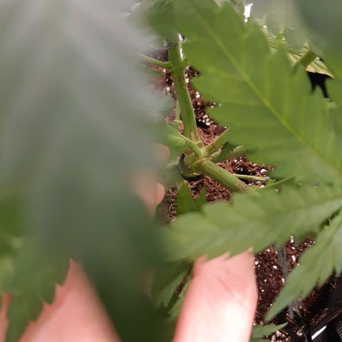 Super silver haze Amsterdam Genetics growlog timeline photo