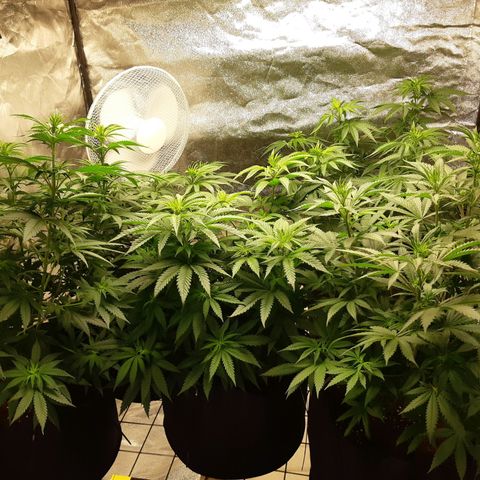 Super silver haze Amsterdam Genetics growlog timeline photo