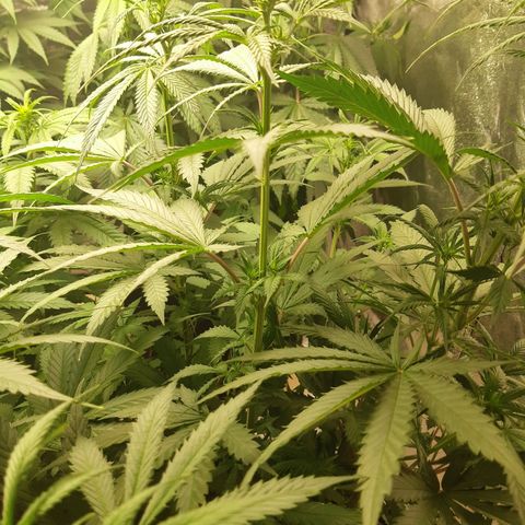 Super silver haze Amsterdam Genetics growlog timeline photo