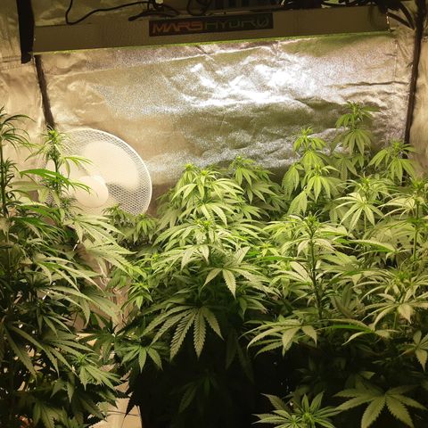 Super silver haze Amsterdam Genetics growlog timeline photo