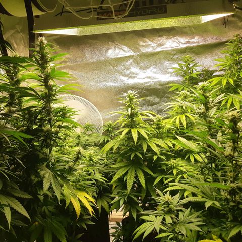 Super silver haze Amsterdam Genetics growlog timeline photo