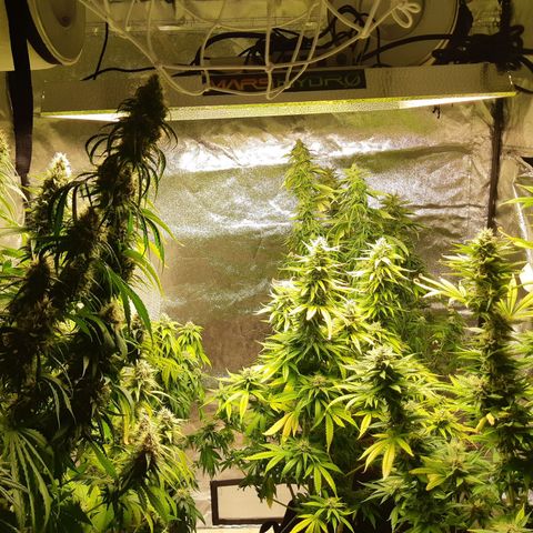 Super silver haze Amsterdam Genetics growlog timeline photo