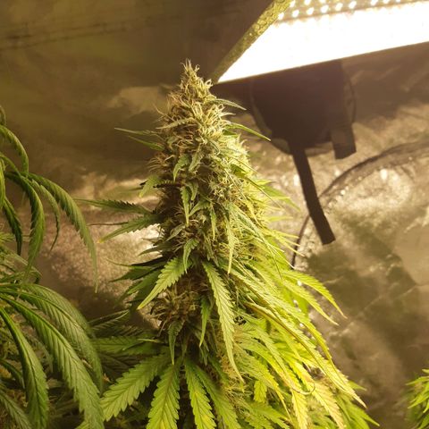 Super silver haze Amsterdam Genetics growlog timeline photo