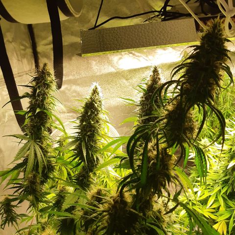 Super silver haze Amsterdam Genetics growlog timeline photo