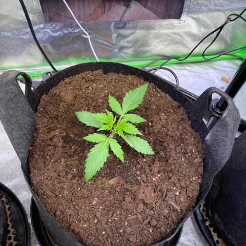 Auto Think Different growlog timeline photo