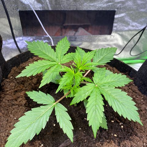 Auto Think Different growlog photo: Noch 1-2 Wochen, dann beginnt das LST auf meine Art und Weise 