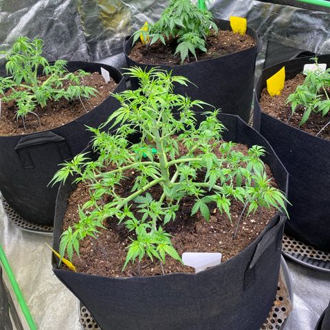 Auto Think Different growlog photo: Nachbarin sieht aus wie ein gerupftes Huhn, eventuell habe ich es gestern etwas übertrieben 
