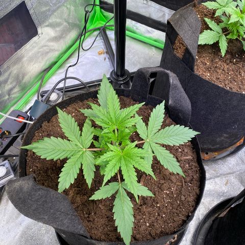 Auto Think Different growlog timeline photo