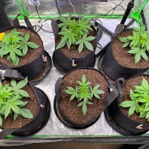 Auto Think Different growlog photo: Das erste mal Fächerblätter entfernen.
Bilder vorher.