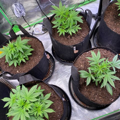 Auto Think Different growlog photo: Im übrigen 30 Liter Töpfe 