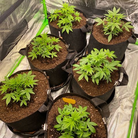 Auto Think Different growlog timeline photo