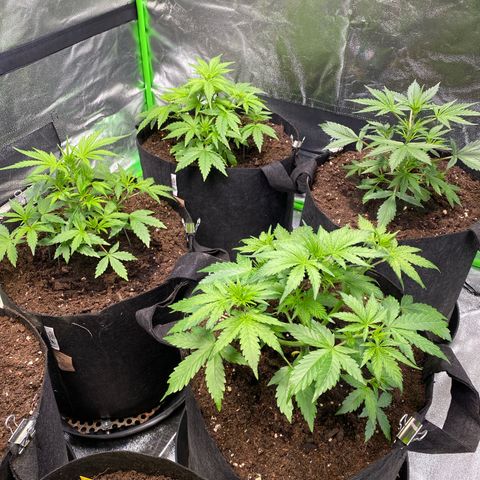 Auto Think Different growlog timeline photo