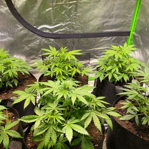 Auto Think Different growlog timeline photo