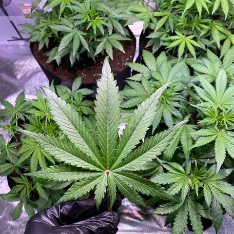 Auto Think Different growlog timeline photo