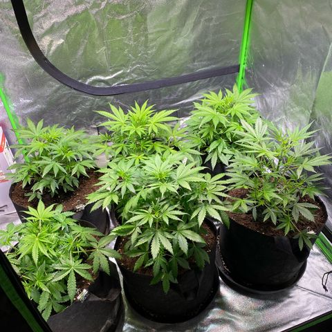 Auto Think Different growlog timeline photo