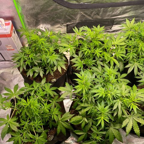 Auto Think Different growlog photo: Einige Fächerblätter abgeschnitten, damit mehr Licht an die Unteren Zweige kommt. Immer noch sehr buschig.