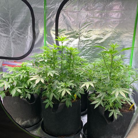 Auto Think Different growlog timeline photo